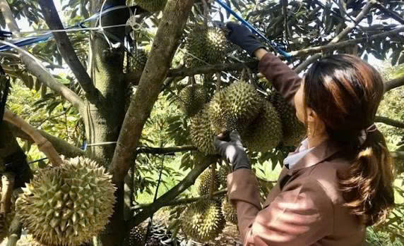 Đắk Lắk: Tập trung số hóa dữ liệu vùng trồng sầu riêng