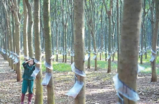 Hướng đi nào giúp ngành hàng cao su giảm phát thải, tăng lợi thế cạnh tranh?
