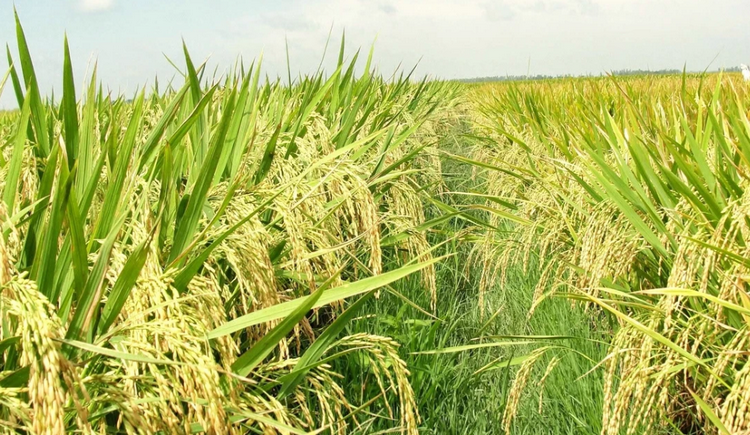 Cà Mau: Đẩy mạnh phát triển lúa chất lượng cao, phát thải thấp