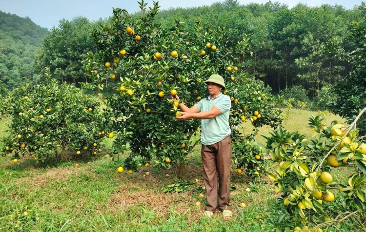 Tuyên Quang: Tái cơ cấu sản xuất, mở rộng chuỗi liên kết giá trị nông sản