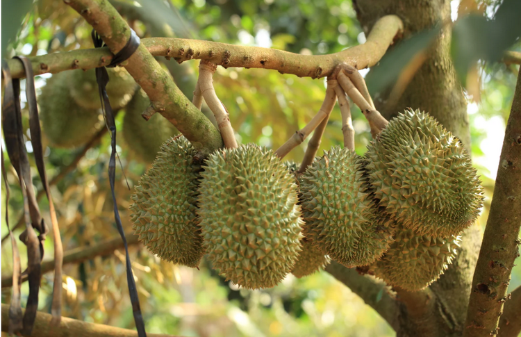 Malaysia: Biến đổi khí hậu khiến năng suất sầu riêng sụt giảm