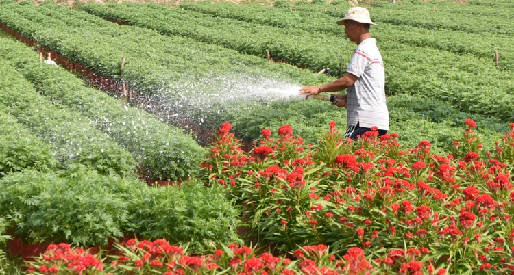 Vĩnh Long phát triển nông nghiệp ‘xanh’ gắn bảo vệ môi trường