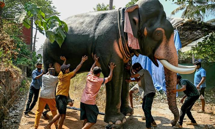 Ấn Độ tăng cường bảo vệ voi hoang dã