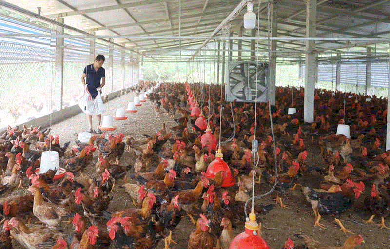Lào Cai: Quan trắc, giám sát chặt chẽ môi trường trong chăn nuôi