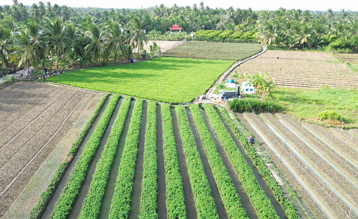 Phê duyệt Đề án phát triển vùng nguyên liệu nông, lâm, thủy sản tập trung