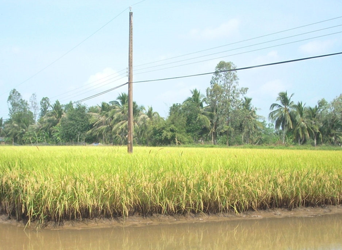 Chuyển đổi phương thức canh tác nông nghiệp vùng đồng bằng sông Cửu Long