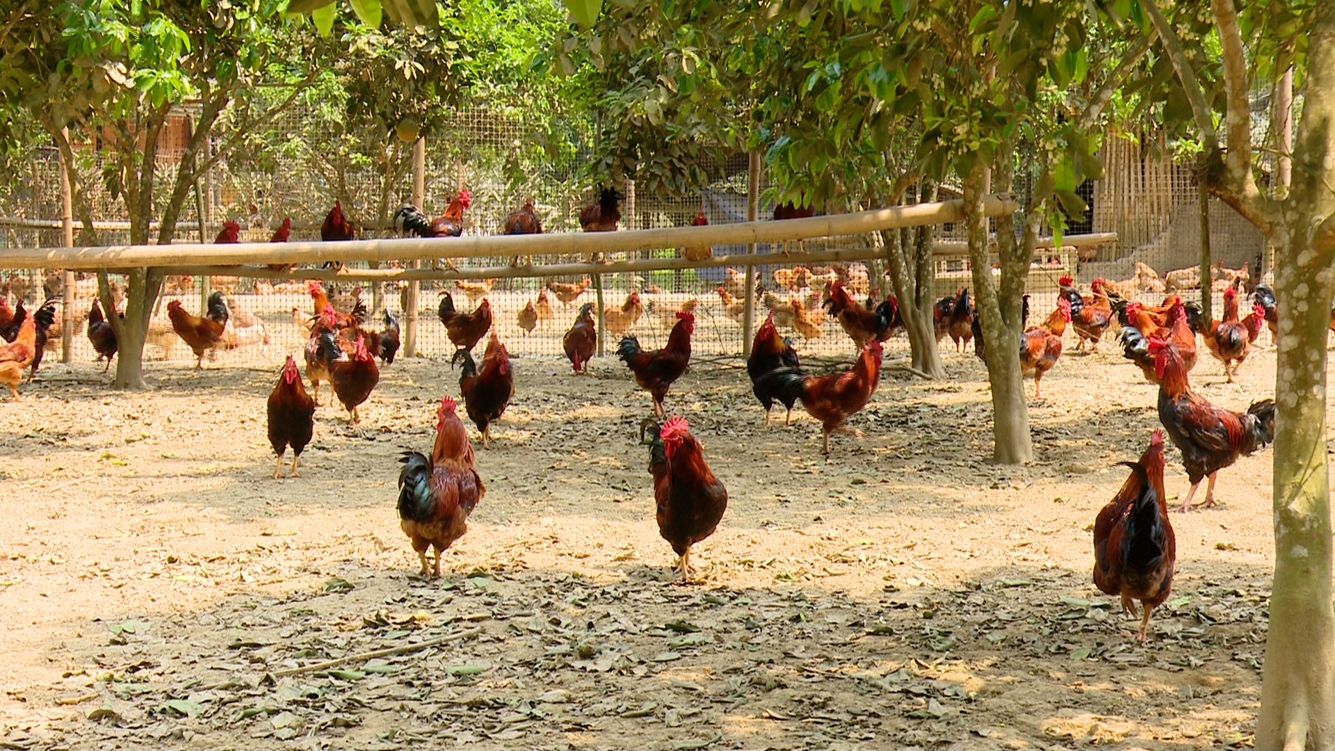 Đa dạng mô hình sản xuất, mở hướng phát triển kinh tế