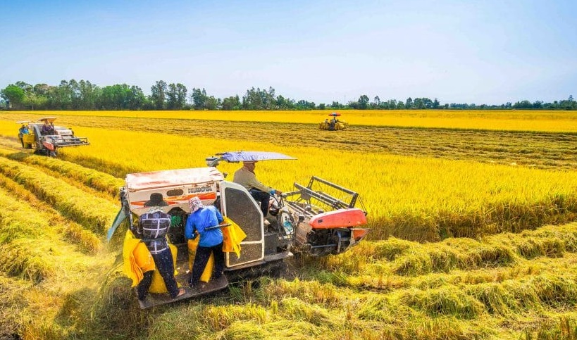 Nhiều hộ nông dân xã Trần Văn Thời được hỗ trợ giống, vật tư trồng lúa chất lượng cao