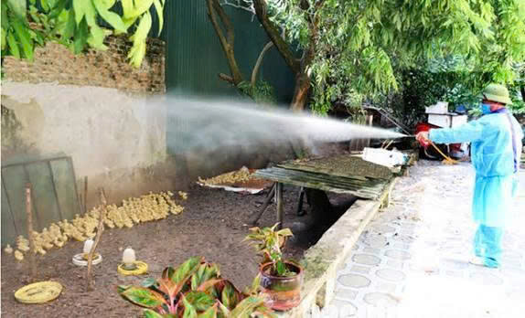Quảng Ngãi triển khai tháng cao điểm vệ sinh chuồng trại, tiêu độc môi trường