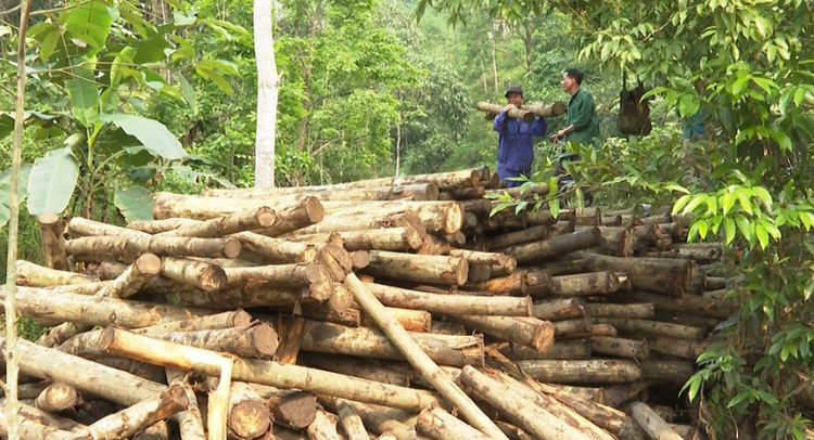 Tăng cường liên kết sản xuất, ổn định nguồn nguyên liệu gỗ