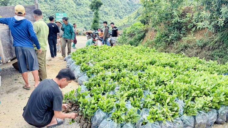 Gần 5 tỷ đồng hỗ trợ cây giống cà phê, mắc ca cho người dân Mường Ảng