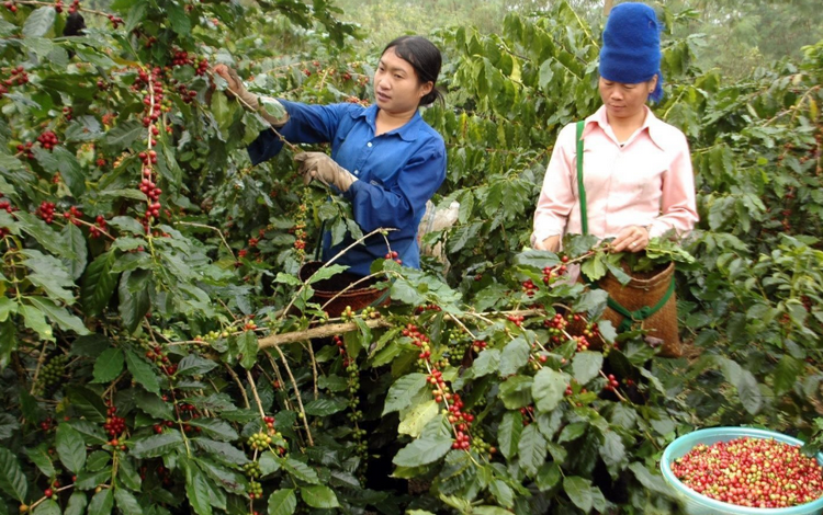 Mường Ảng phát triển kinh tế từ cây cà phê