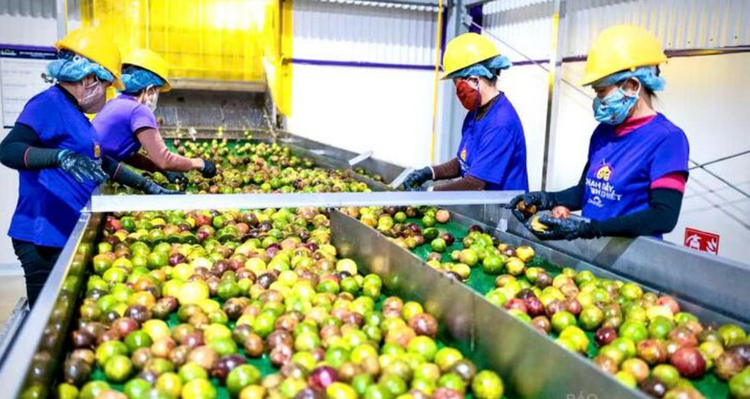 Gia Lai: Ứng dụng công nghệ, nâng cao giá trị cây trồng chủ lực