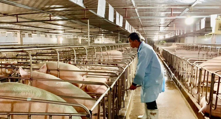 Chăn nuôi theo hướng hiện đại giúp nâng giá trị sản phẩm