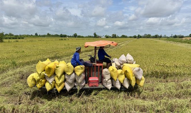 An Giang dự kiến gieo trồng hơn 79.000ha lúa vụ mùa
