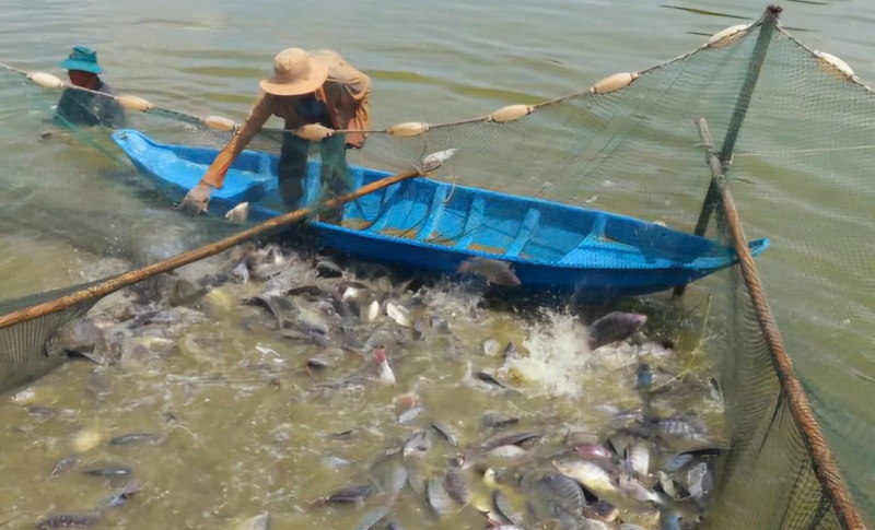 Liên kết chuỗi giá trị, đưa cá rô phi thành ngành hàng xuất khẩu chiến lược