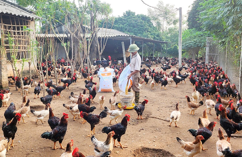 Hà Nội mở rộng vùng chăn nuôi an toàn dịch bệnh