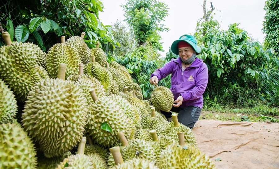 Xuất khẩu rau quả tăng mạnh từ các mặt hàng chủ lực