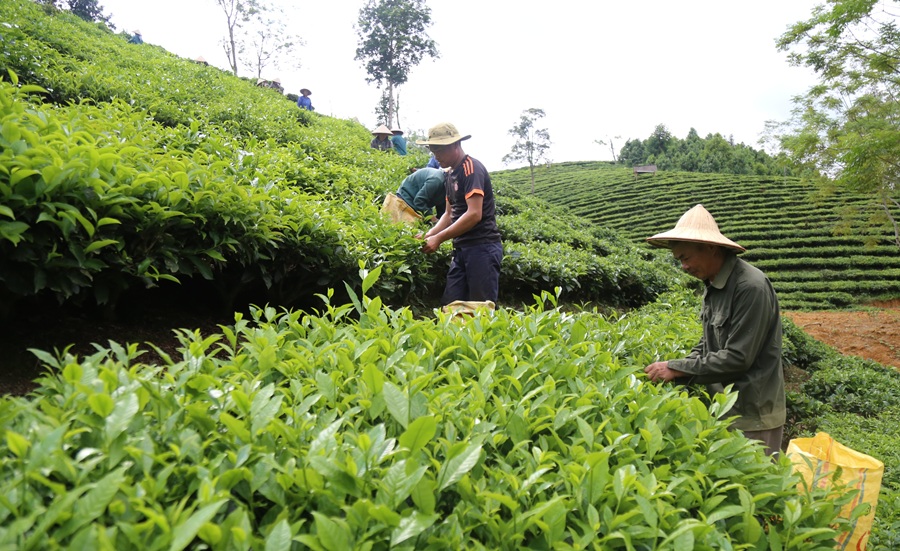 Chuyển đổi cơ cấu cây trồng, nâng cao giá trị sản xuất nông nghiệp