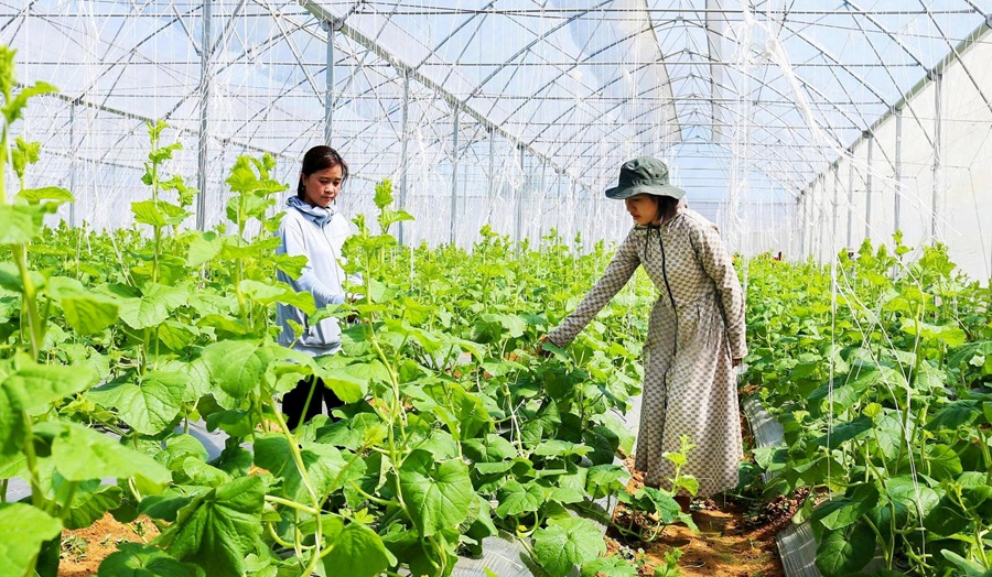 Đẩy mạnh sản xuất, chuyển đổi sử dụng thuốc bảo vệ thực vật sinh học