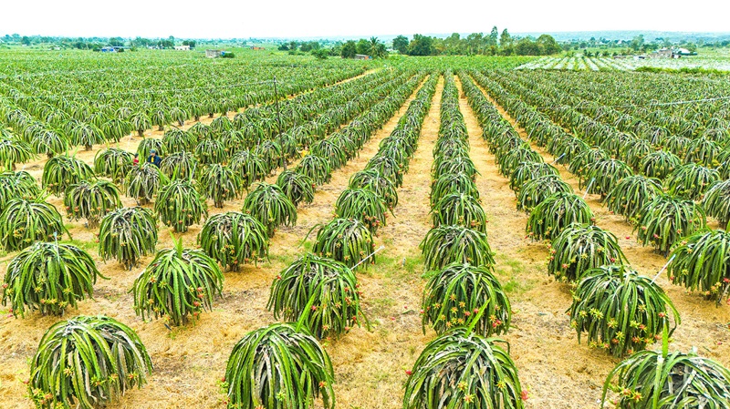 Nông sản Lâm Đồng: Phát triển vùng nguyên liệu gắn với chế biến sâu