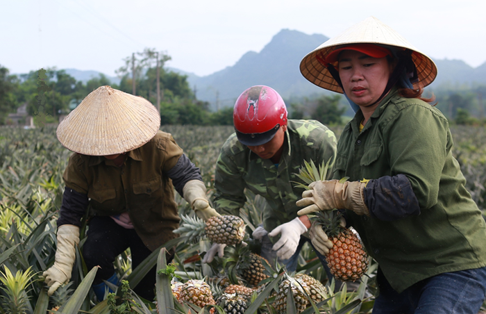 Nông Lâm nghiệp ASEAN: Việt Nam đề xuất các nội dung ưu tiên hợp tác