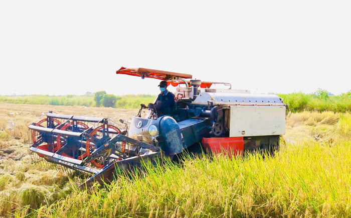 Sản lượng lúa gạo khu vực ĐBSCL ổn định ở mức khoảng 24 triệu tấn/năm