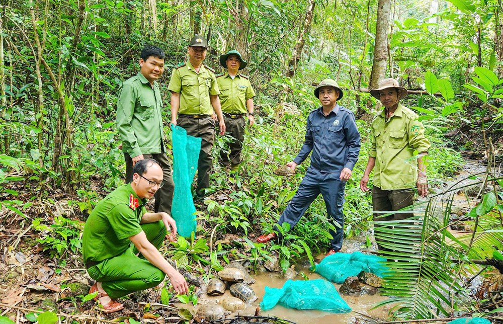 Hàng chục các thể động vật quý hiếm được tái thả về tự nhiên