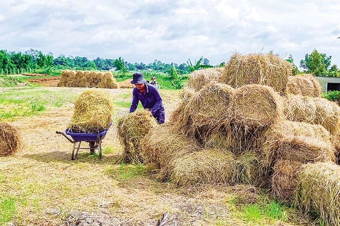 Lợi ích kép từ tận dụng rơm, rạ sau thu hoạch
