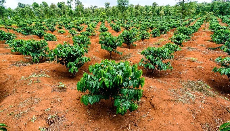 Đắk Lắk tái canh hơn 17.000 ha cà phê