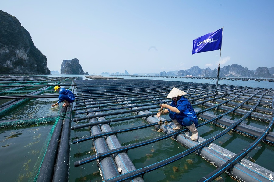 Đổi mới công nghệ tạo động lực phát triển nuôi biển bền vững