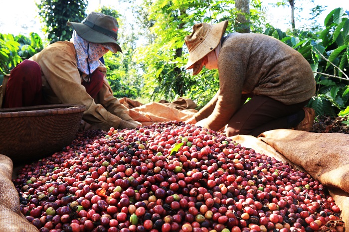 Chế biến sâu góp phần nâng cao giá trị xuất khẩu cà phê