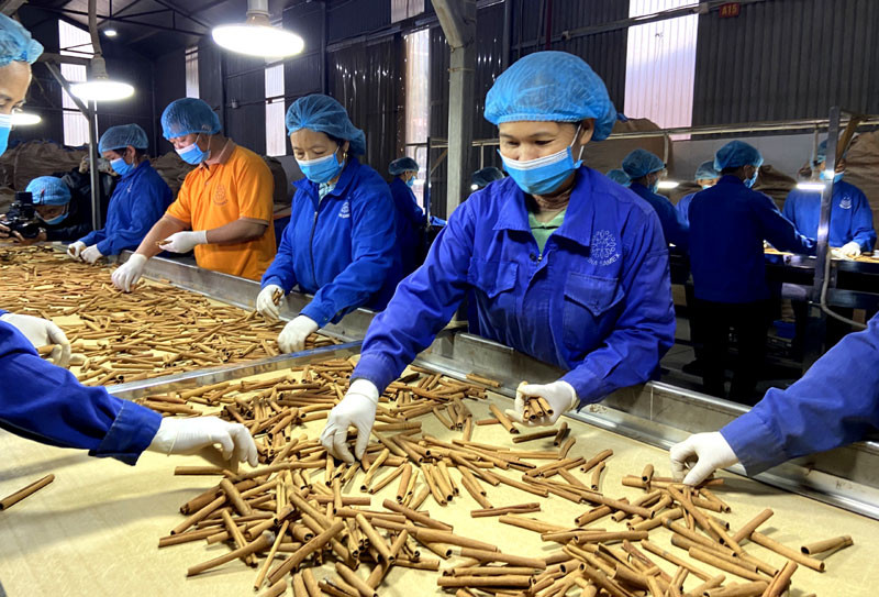 Phát triển vùng nguyên liệu gắn với công nghiệp chế biến