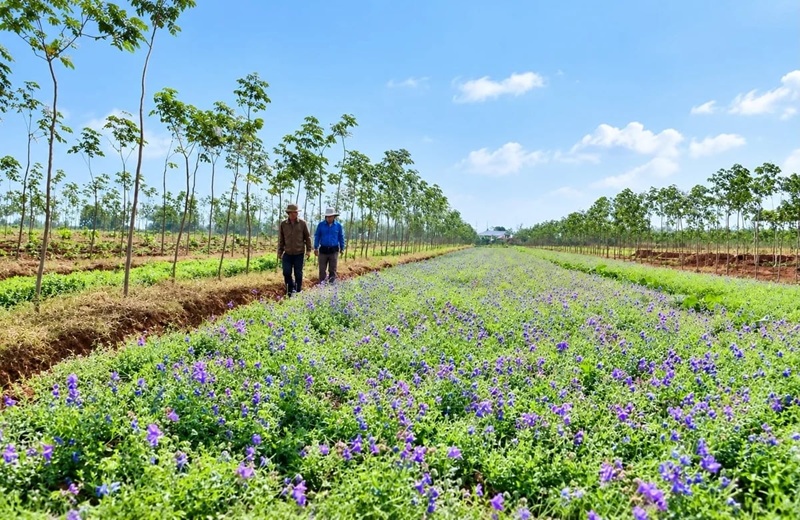 Mở rộng vùng sản xuất dược liệu lên 31.000ha