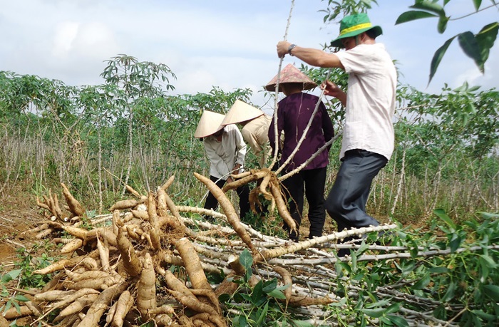 Nâng cao hiệu quả sản xuất từ giống sắn kháng bệnh khảm lá
