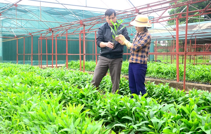 Khoa học-công nghệ giúp nâng chất lượng giống cây lâm nghiệp