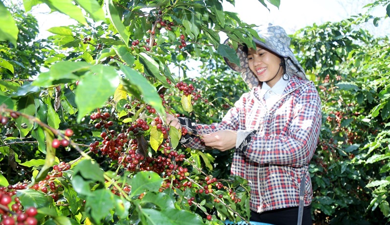 Số hóa vùng trồng, nâng cao hiệu quả truy xuất nguồn gốc cà phê