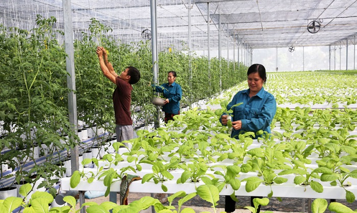 Thị trường carbon - Động lực thúc đẩy chuyển đổi xanh, phát triển bền vững