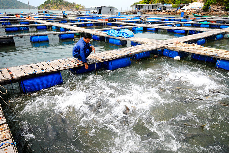 Phát triển nuôi biển công nghệ cao, thúc đẩy tăng trưởng xanh