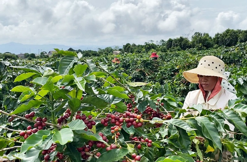 Nông sản vươn xa từ nền tảng thương mại điện tử