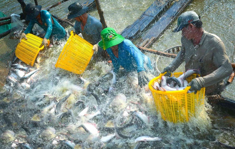 Đồng Tháp muốn trở thành trung tâm phát triển thủy sản vùng đồng bằng sông Cửu Long