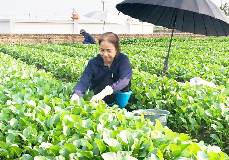 Tiêu chí xác định vùng sản xuất trồng trọt tập trung đủ điều kiện an toàn thực phẩm