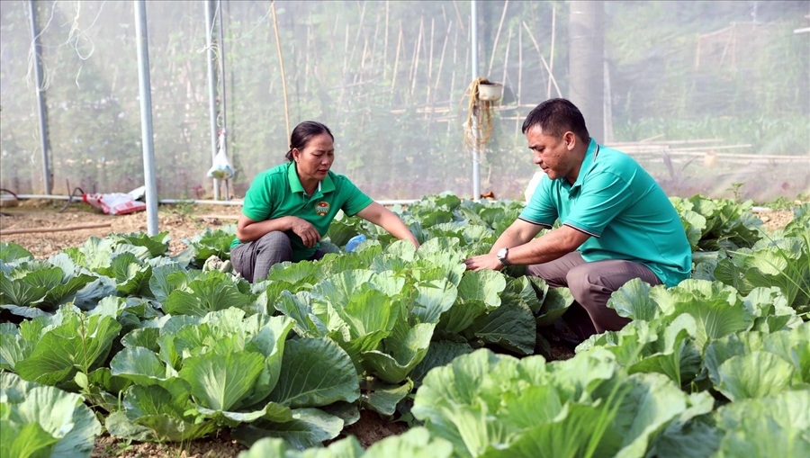 Ứng dụng công nghệ sinh học phục vụ phát triển nông nghiệp bền vững