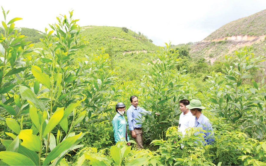 Quản lý giống cây lâm nghiệp, nâng cao chất lượng rừng trồng
