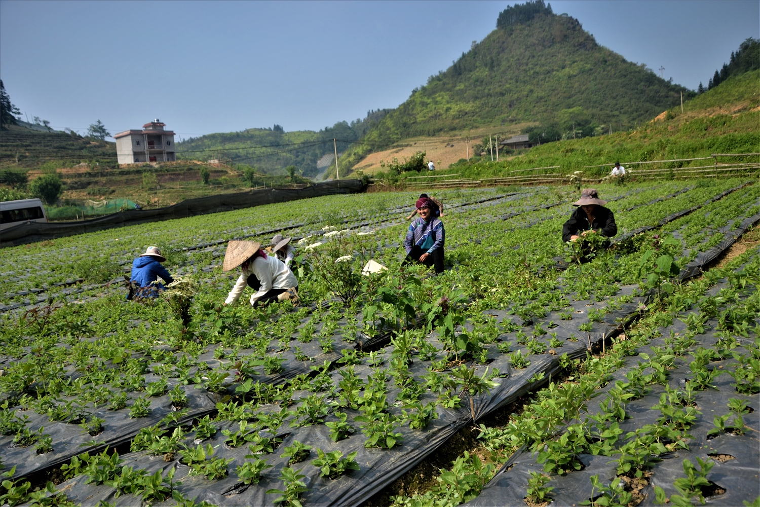 Khoa học-công nghệ góp phần nâng cao hiệu quả kinh tế dược liệu